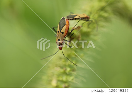 Red Bugs mating on a Plant Red Bugs mating on a Plant 129649335