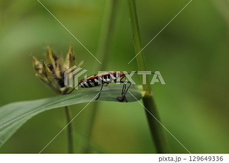 Red Bugs mating on a Plant Red Bugs mating on a Plant 129649336
