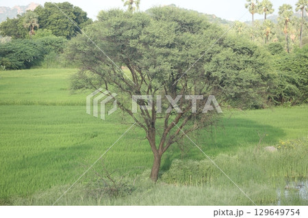 Trees in the Nature Masai Mara Kenya Africa 129649754