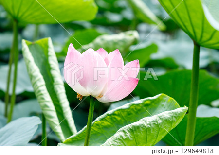 夏の陽射しに映える一輪のピンクの蓮の花と緑の葉 夏の陽射しに映える一輪のピンクの蓮の花と緑の葉 129649818