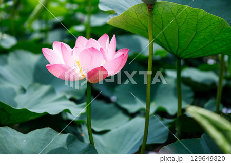夏の陽射しに映える一輪のピンクの蓮の花と緑の葉 夏の陽射しに映える一輪のピンクの蓮の花と緑の葉 129649820
