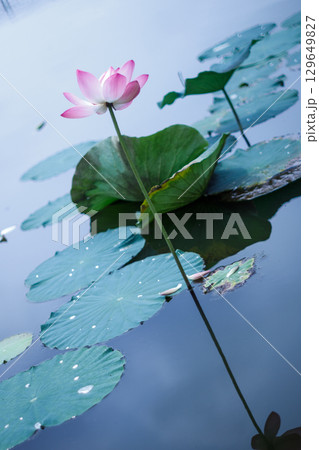 夏の陽射しに映える一輪のピンクの蓮の花と緑の葉 夏の陽射しに映える一輪のピンクの蓮の花と緑の葉 129649827