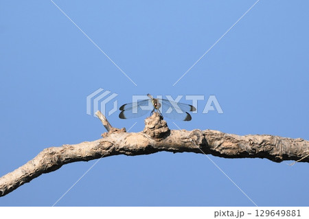 枝に止まるトンボ 枝に止まるトンボ 129649881