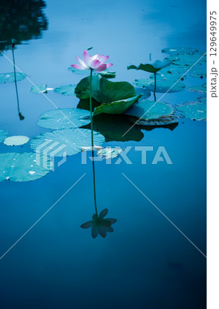水面に映る幻想的な蓮の花 129649975