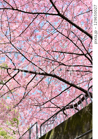 京都 一条戻り橋の桜 京都 一条戻り橋の桜 129650027