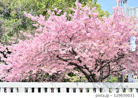 京都　一条戻り橋の桜 129650031