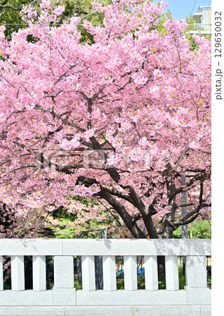 京都　一条戻り橋の桜 129650032