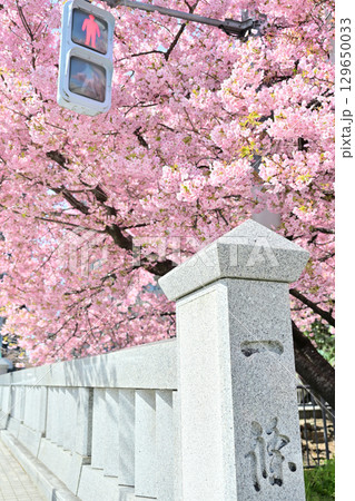 京都　一条戻り橋の桜 129650033