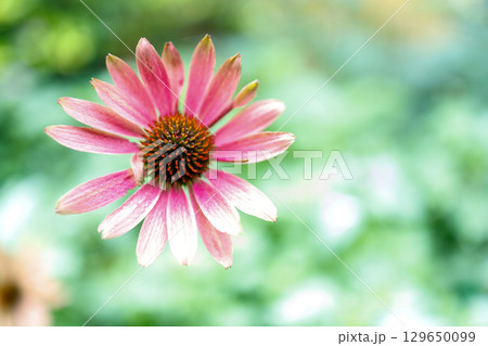 夏の庭に咲くピンク色のエキナセアの花 129650099
