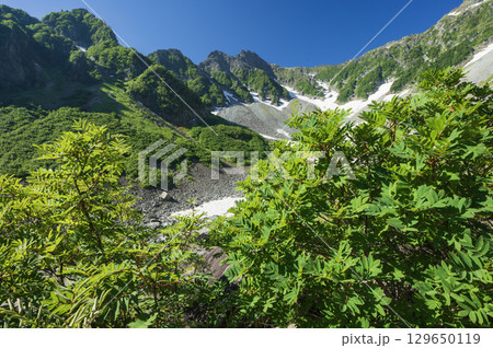 新緑の北アルプスを望む 129650119