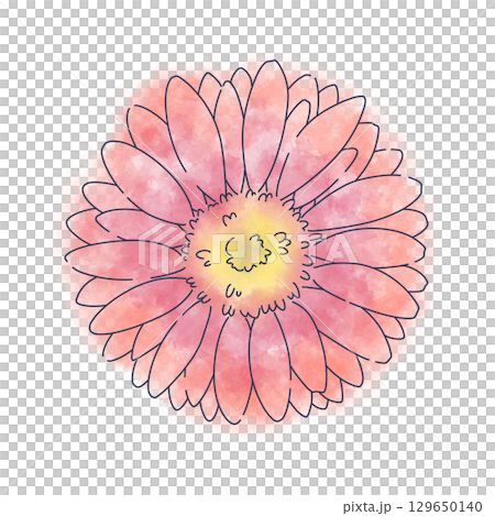 紅色非洲菊水彩素材 紅色非洲菊水彩素材 129650140