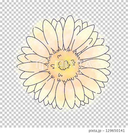 亮黃色非洲菊水彩素材 129650141