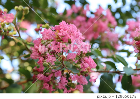 夏の庭に咲くピンク色のサルスベリの花 129650178