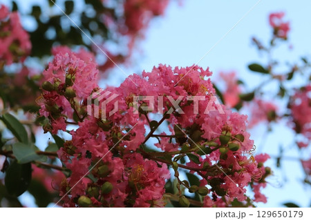 夏の庭に咲くピンク色のサルスベリの花 129650179
