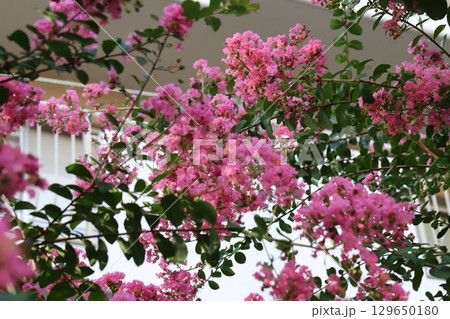 夏の庭に咲くピンク色のサルスベリの花 129650180