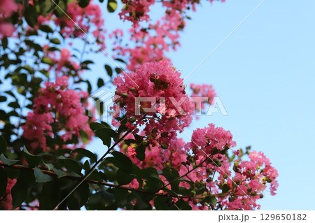 夏の庭に咲くピンク色のサルスベリの花 夏の庭に咲くピンク色のサルスベリの花 129650182