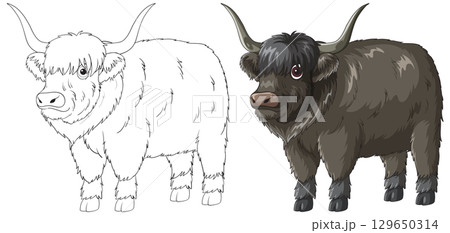 Highland Cow Vector Illustration with Line Art and Color Highland Cow Vector Illustration with Line Art and Color 129650314