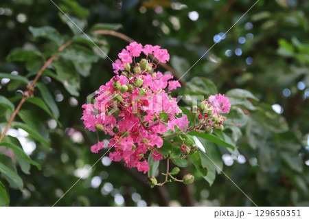 夏の庭に咲くピンク色の千日紅の花 夏の庭に咲くピンク色の千日紅の花 129650351