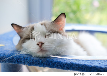 Cute, sleepy Ragdoll cat in clear bowl on cat tree 129650677
