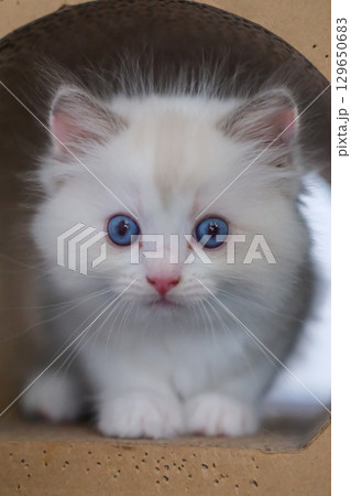 1 month old, ragdoll kitten wondering inside the cat scratching tunnel, domestic cat 1 month old, ragdoll kitten wondering inside the cat scratching tunnel, domestic cat 129650683