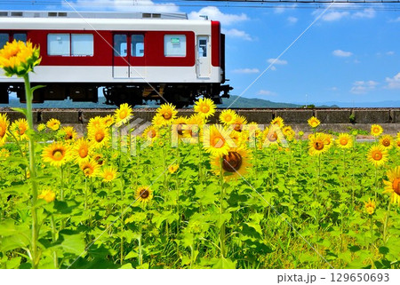 ひまわり畑を行く、列車 129650693