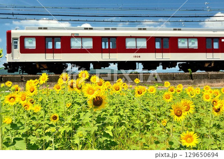 ひまわり畑を走る近鉄電車 129650694