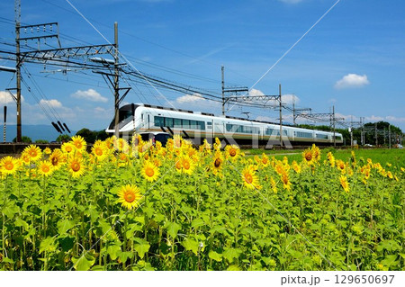 ひまわり畑を行く近鉄特急 129650697