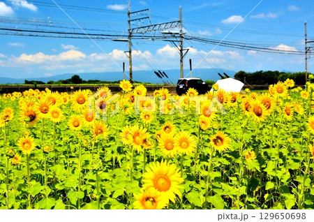 ひまわり畑で車を止めた人 ひまわり畑で車を止めた人 129650698