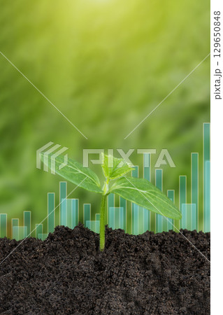 Plant growth evolution from seed to sapling. Young green seedling are growing from the rich soil in sunlight. Business growth, success, development and profit. Ecology and business concept. 129650848