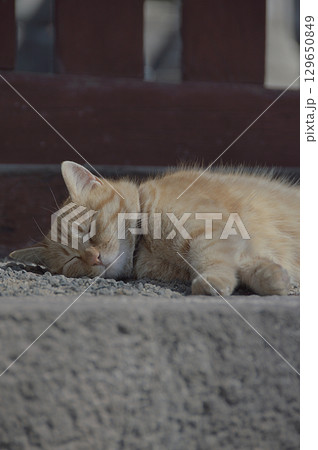 A portrait of a cat, sleeping cat / ネコの寝顔，眠り猫 129650849