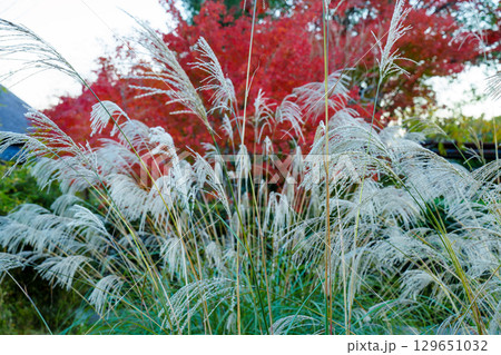 秋の紅葉とススキ 秋の紅葉とススキ 129651032