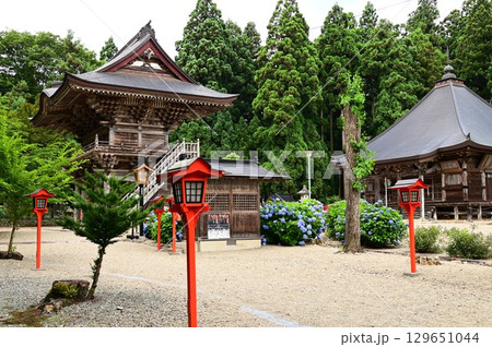 アジサイが満開 音羽山 清水寺 129651044