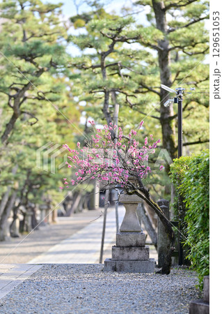 御香宮神社 129651053