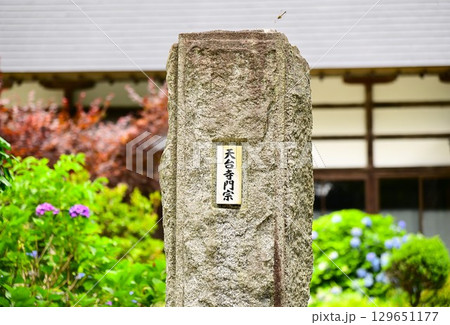 アジサイが満開 音羽山 清水寺 アジサイが満開 音羽山 清水寺 129651177