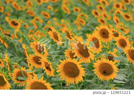 山梨県 北杜市明野 ひまわり畑 山梨県 北杜市明野 ひまわり畑 129651221