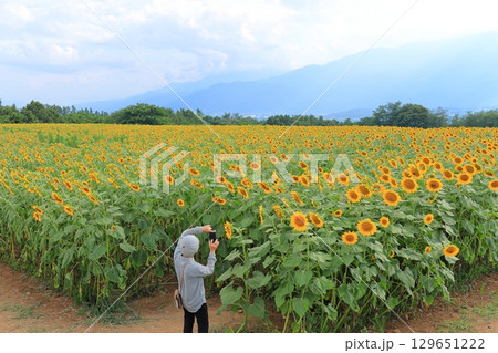 山梨県 北杜市明野 ひまわり畑 山梨県 北杜市明野 ひまわり畑 129651222
