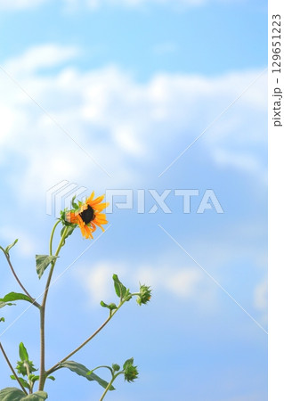 山梨県 北杜市明野 ひまわり畑 山梨県 北杜市明野 ひまわり畑 129651223