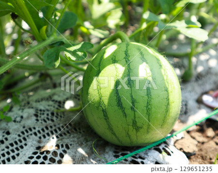スイカの栽培 129651235