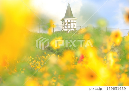 山梨県北杜市　明野ひまわり畑から望むハイジの村 129651489