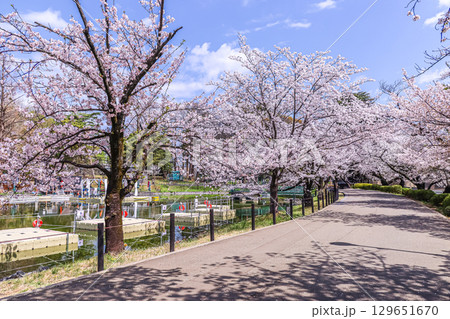 大宮公園満開の桜並木道 129651670