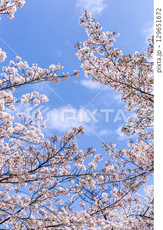 満開の桜の枝花を雲ある青空に見上げる 129651672