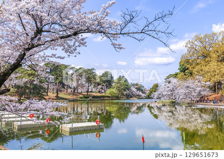 満開の桜の水鏡を見る大宮公園舟遊池 満開の桜の水鏡を見る大宮公園舟遊池 129651673