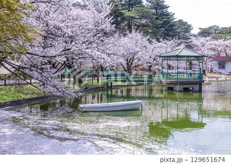 満開の桜並木と花筏を見る大宮公園舟遊池風景 129651674