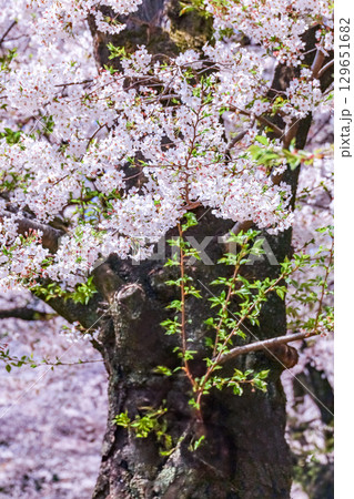 胴吹きが見られる満開の桜 胴吹きが見られる満開の桜 129651682