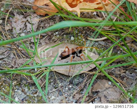 蜘蛛を狩るクモバチ クモバチ科ベッコウクモバチの狩 蜘蛛を狩るクモバチ クモバチ科ベッコウクモバチの狩 129651716