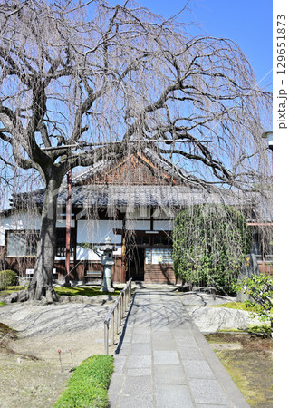 京都　桜の名所　本満寺 129651873