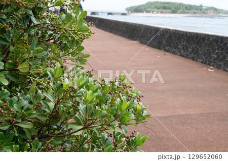 海岸に咲く白い花 129652060