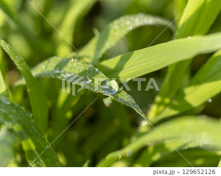 葉に付いた水滴のクローズアップ 葉に付いた水滴のクローズアップ 129652126