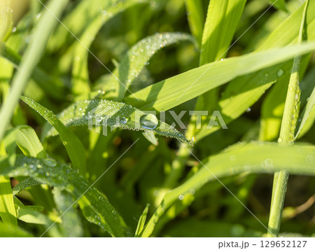 葉に付いた水滴のクローズアップ 129652127