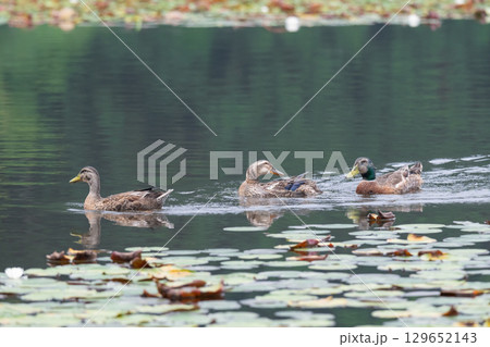 一列になって泳ぐ鴨三兄弟 129652143